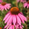 Echinacea Plants * | Echinacea Purpurea Magnus | 9Cm Pot