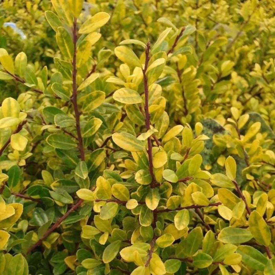 All Ornamental Shrubs * | Ilex Crenata Golden Gem | 9Cm Pot