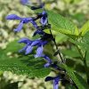 Salvia Plants * | Salvia Guaranitica Black And Blue | 9Cm Pot