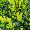 All Ornamental Shrubs * | Euonymus Japonicus Benkomasaki | 5Lt Pot