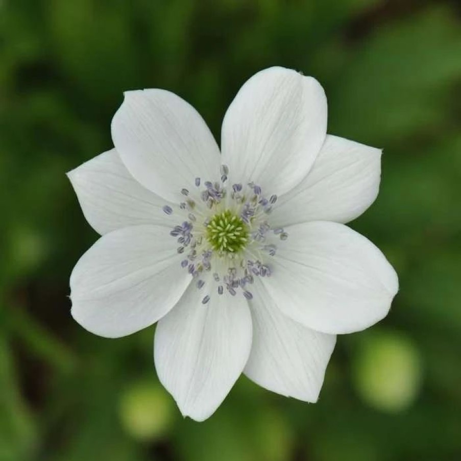 Anemone Plants * | Anemone Leveillei | 9Cm Pot