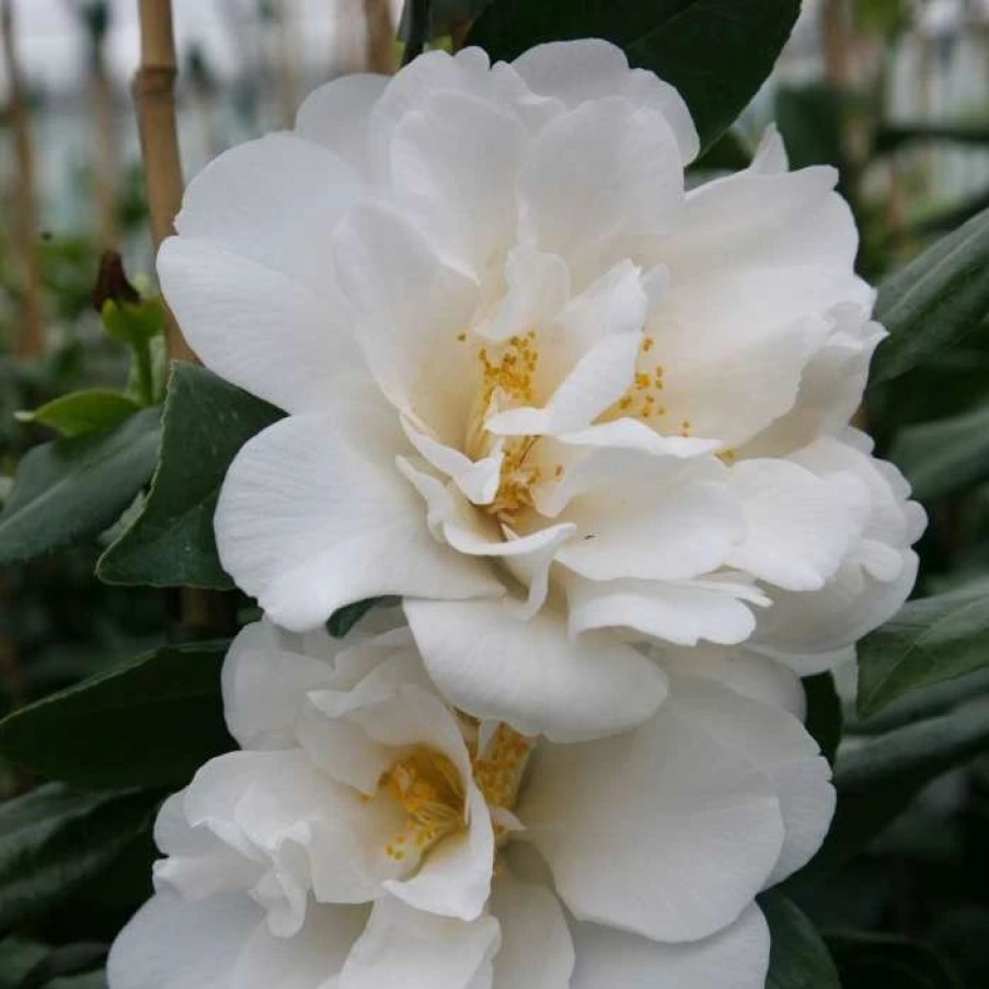 All Ornamental Shrubs * | Camellia Japonica Silver Anniversary | 2 Litre Pot