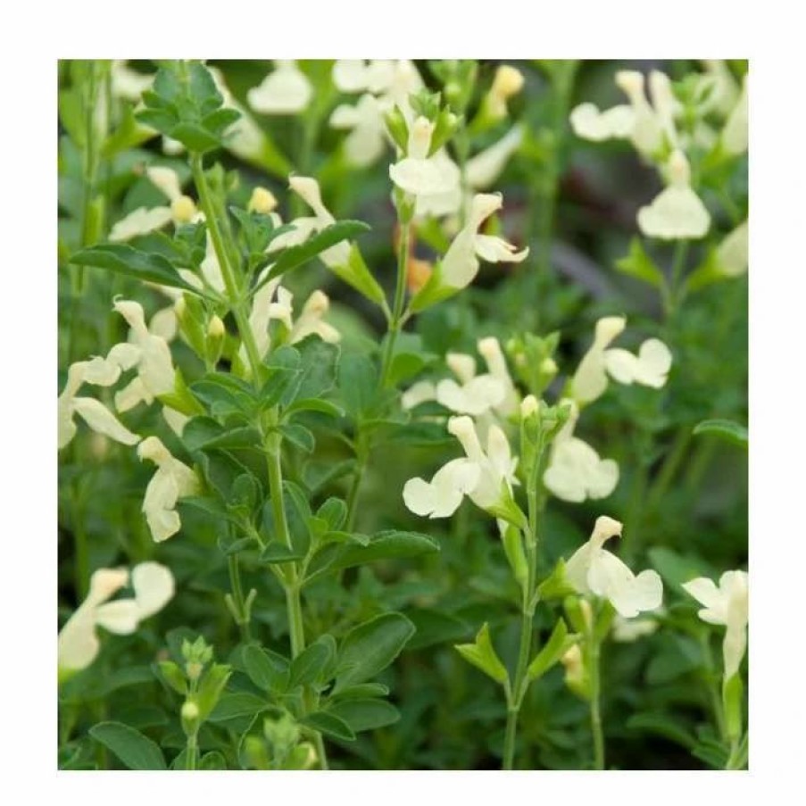 Salvia Plants * | Salvia 'Cool Cream' | 2L Pot