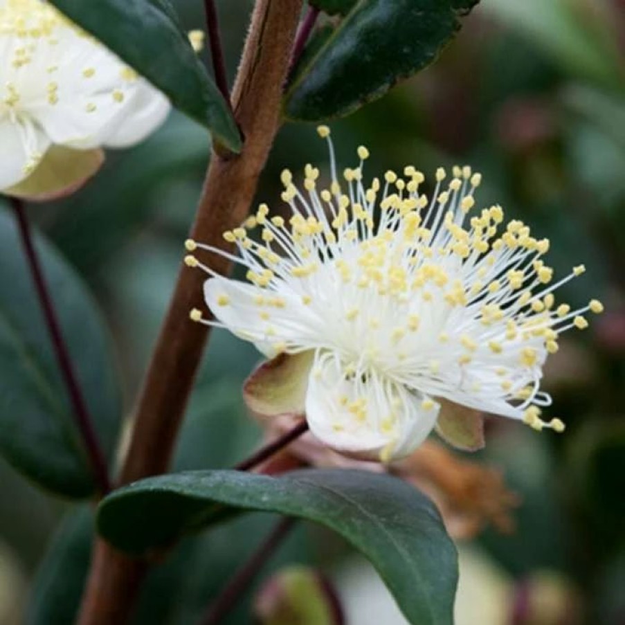 All Ornamental Shrubs * | Myrtus Communis Subsp. Tarentina | 2 Litre Pot