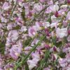 All Ornamental Shrubs * | Cytisus Moyclare Pink | 2L Pot