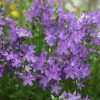 Campanula Plants * | Campanula Lactiflora Prichard'S Variety | 9Cm Pot