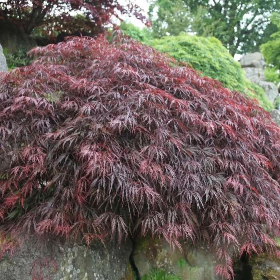 All Ornamental Shrubs * | Acer Palmatum Inaba-Shidare | 3L Pot