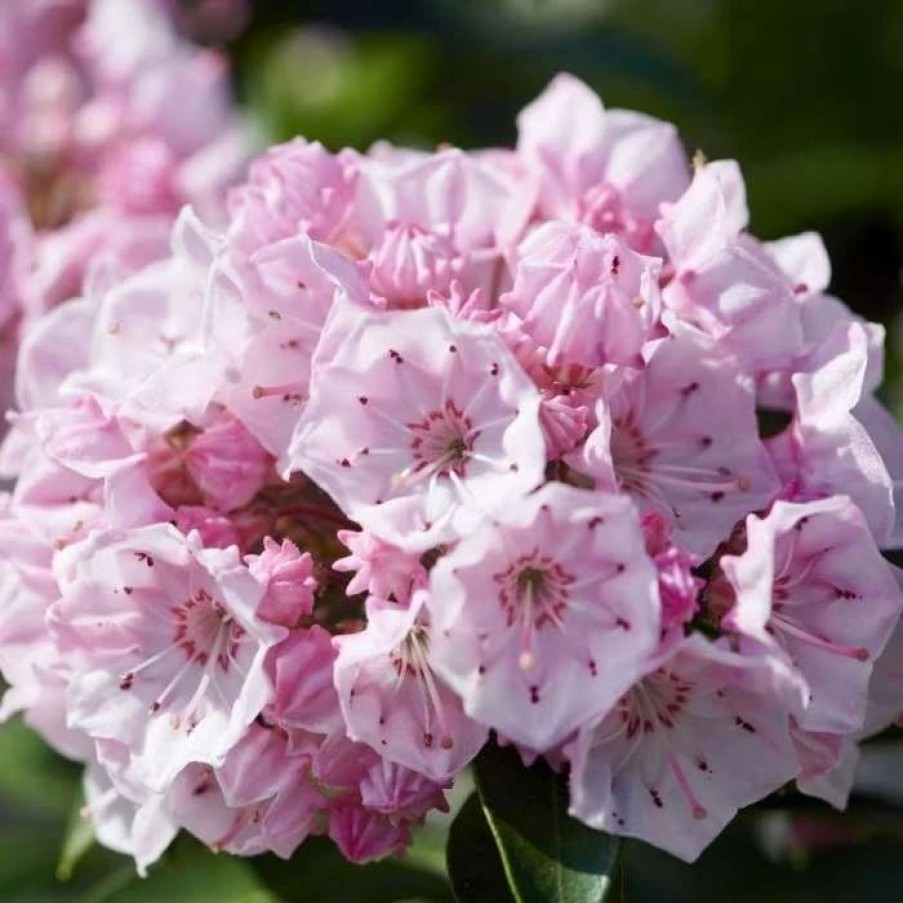 All Ornamental Shrubs * | Kalmia Latifolia Tiddlywinks | 3L Pot