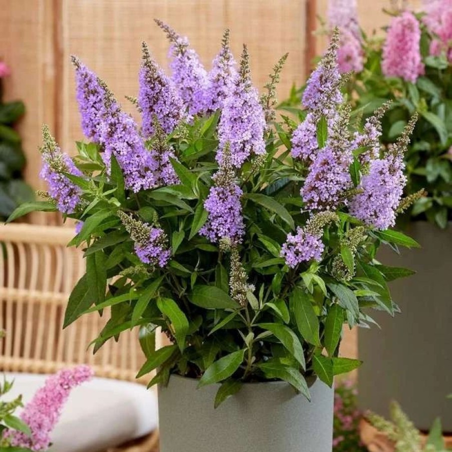 All Ornamental Shrubs * | Buddleja Little Lila ('Botex 004') (Pbr) (Butterfly Candy Series) | 2L Pot