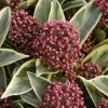 All Ornamental Shrubs * | Skimmia Japonica Perosa (Pbr) | 1.5L Pot