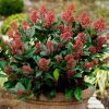 All Ornamental Shrubs * | Skimmia Japonica Rubella | 9Cm Pot