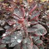 All Ornamental Shrubs * | Cotinus Coggygria Royal Purple | 2L Pot