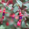 All Ornamental Shrubs * | Fuchsia Riccartonii | 2 Litre Pot