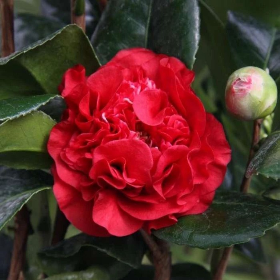 All Ornamental Shrubs * | Camellia X Williamsii Ruby Wedding | 3 Litre Pot