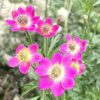 Anemone Plants * | Anemone Multifida Rubra | 2L Pot