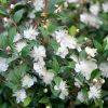 All Ornamental Shrubs * | Myrtus Communis | 3 Litre Pot