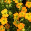 All Ornamental Shrubs * | Potentilla Fruticosa Bella Sol ('Hachdon') (Pbr) | 2 Litre Pot