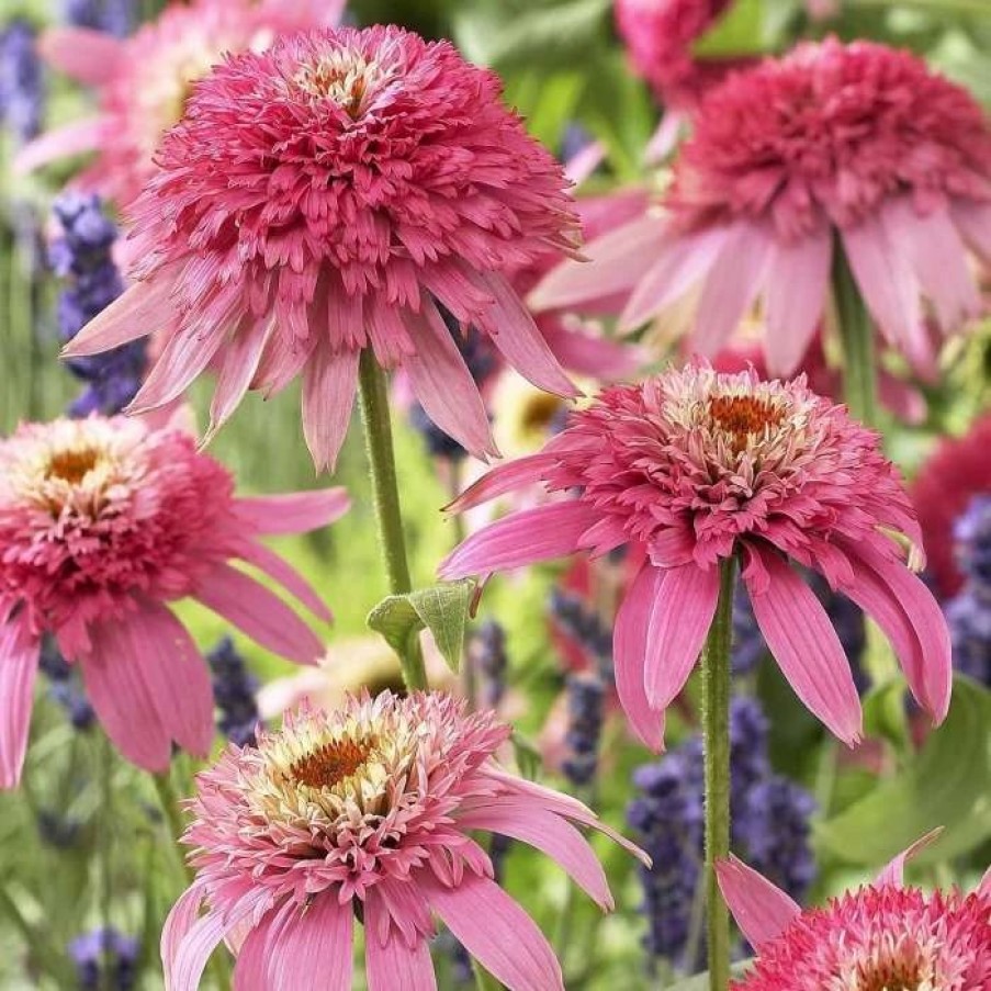 Echinacea Plants * | Echinacea Purpurea Pink Double Delight (Pbr) (Cone-Fections Series) | 9Cm Pot