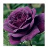 All Ornamental Shrubs * | Ebb Tide' Bush Rose 4L Pot