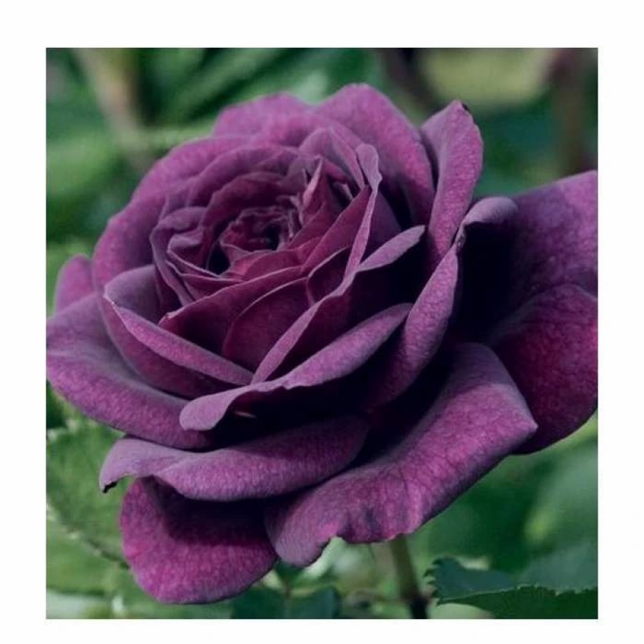 All Ornamental Shrubs * | Ebb Tide' Bush Rose 4L Pot