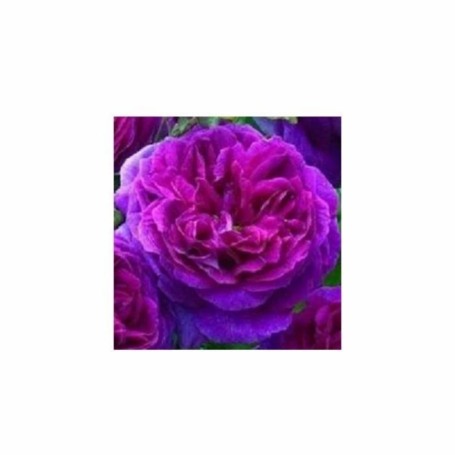 All Ornamental Shrubs * | Ebb Tide' Bush Rose 4L Pot