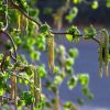 All Ornamental Shrubs * | Corylus Avellana Contorta | 12L Pot