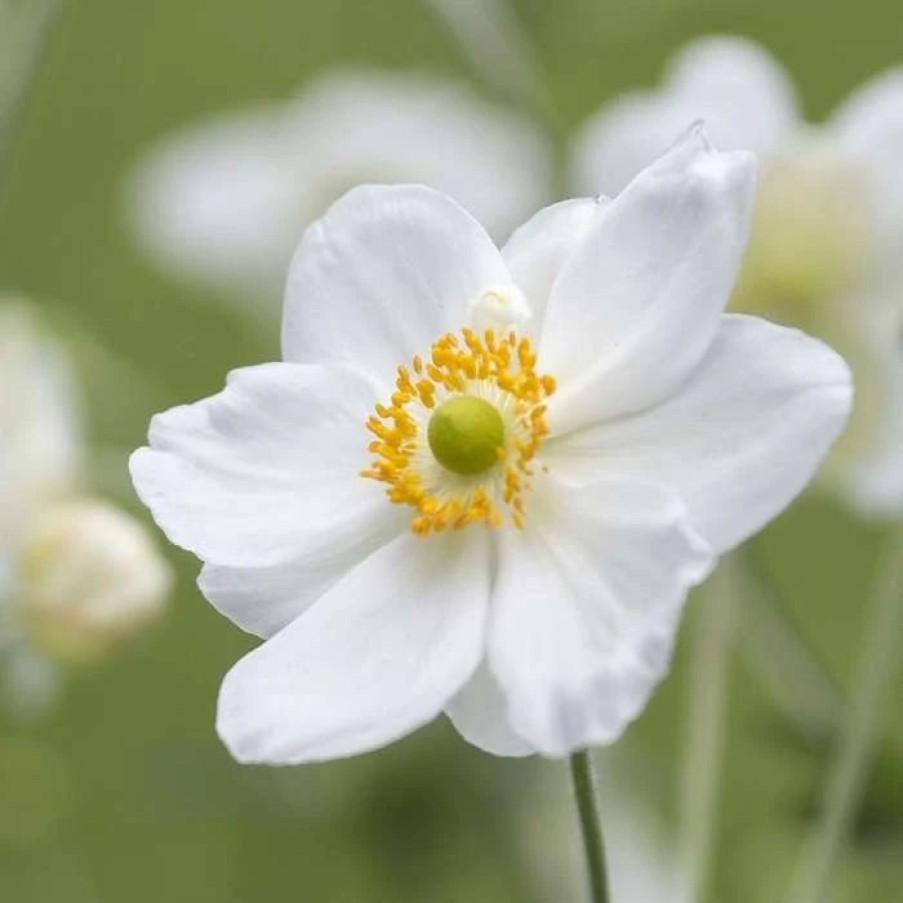 Anemone Plants * | Anemone Hybrida Honorine Jobert | 2L Pot