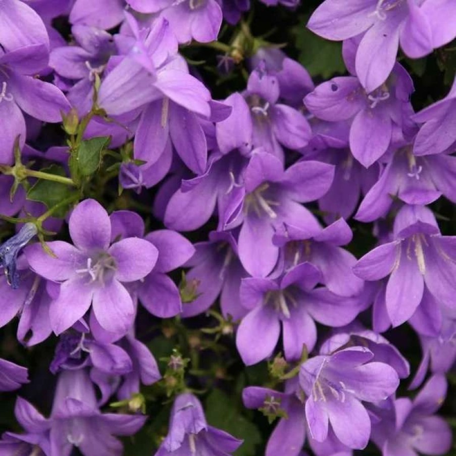 Campanula Plants * | Campanula Portenschlagiana | 9Cm Pot