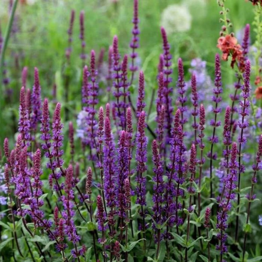 Salvia Plants * | Salvia Nemorosa Caradonna | 9Cm Pot