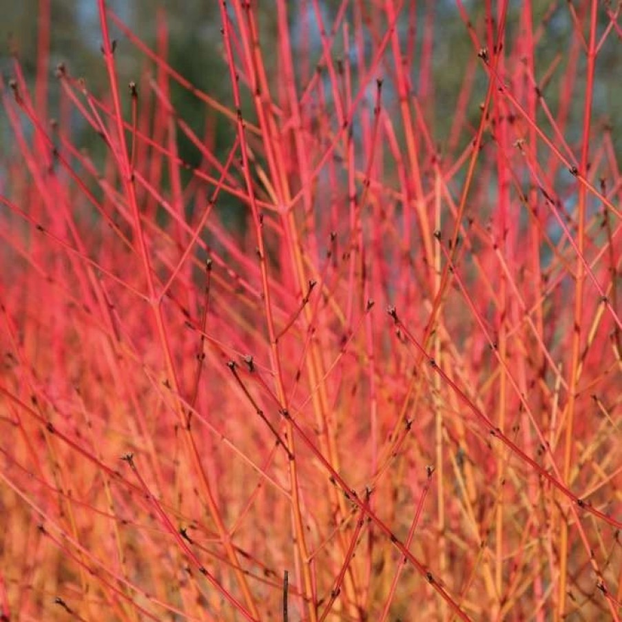 All Ornamental Shrubs * | Cornus Sanguinea Midwinter Fire | 9Cm Pot