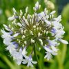 Agapanthus Plants * | Agapanthus Queen Mum ('Pmn06') (Pbr) | 9Cm Pot