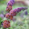 All Ornamental Shrubs * | Buddleja Weyeriana Bicolor | 2L Pot