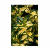 All Ornamental Shrubs * | Spindle 'Blondy' | Euonymus Fortunei Blondy ('Interbolwi') | 2L