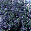 All Ornamental Shrubs * | Ceanothus Skylark | 10 Lt Pot