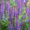 Salvia Plants * | Salvia Sylvestris Mainacht | 9Cm Pot