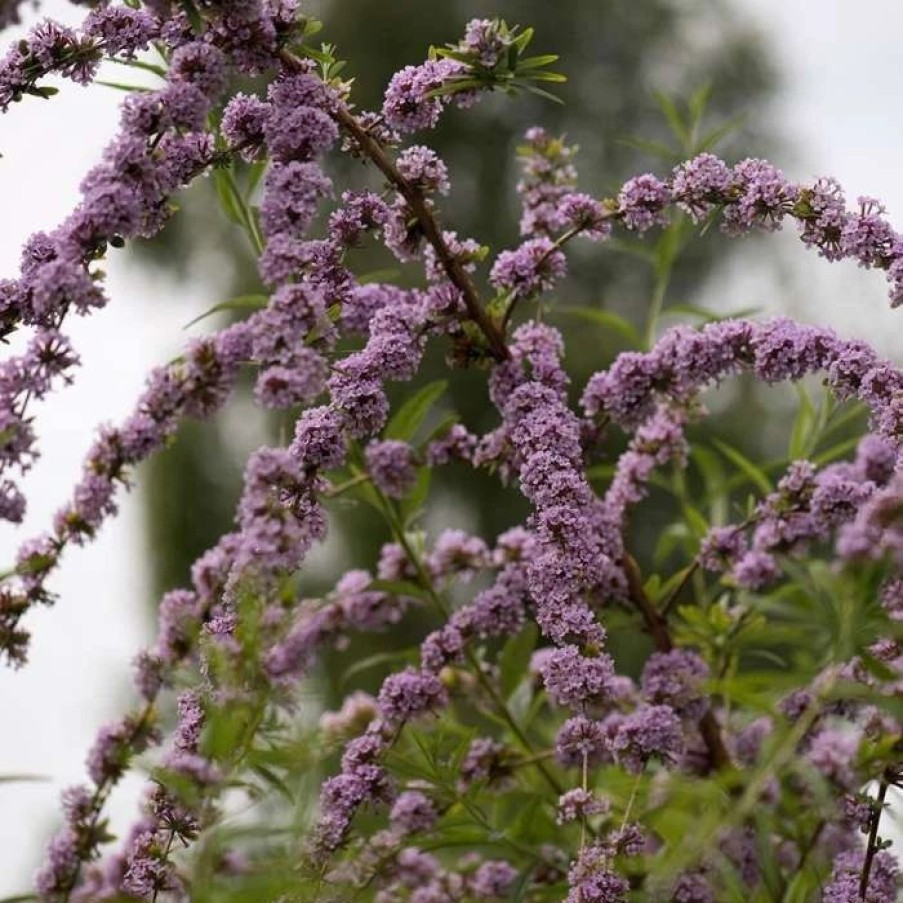 All Ornamental Shrubs * | Buddleja Alternifolia | 3 Litre Pot