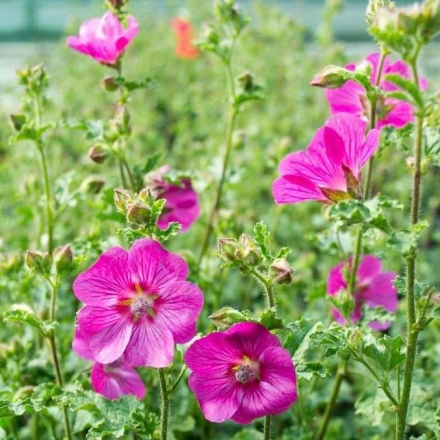 All Ornamental Shrubs * | Anisodontea Capensis Elegans Princess ('Oostani') (Pbr) | 2 Litre Pot