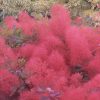 All Ornamental Shrubs * | Cotinus Ruby Glow | 3 Litre Pot