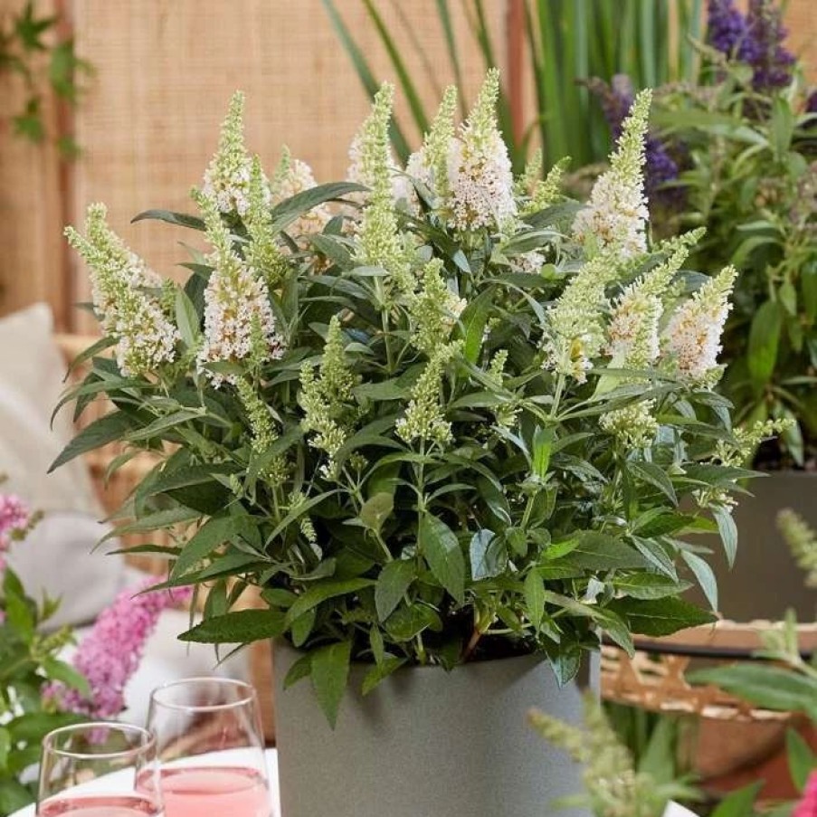 All Ornamental Shrubs * | Buddleja Little White ('Botex 003') (Pbr) (Butterfly Candy Series) | 2L Pot