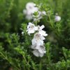 All Ornamental Shrubs * | Prostanthera Cuneata | 2L Pot