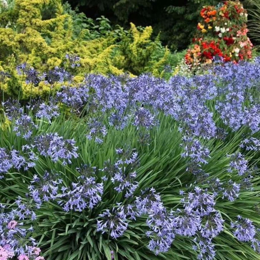 Agapanthus Plants * | Agapanthus Castle Of Mey | 9Cm Pot