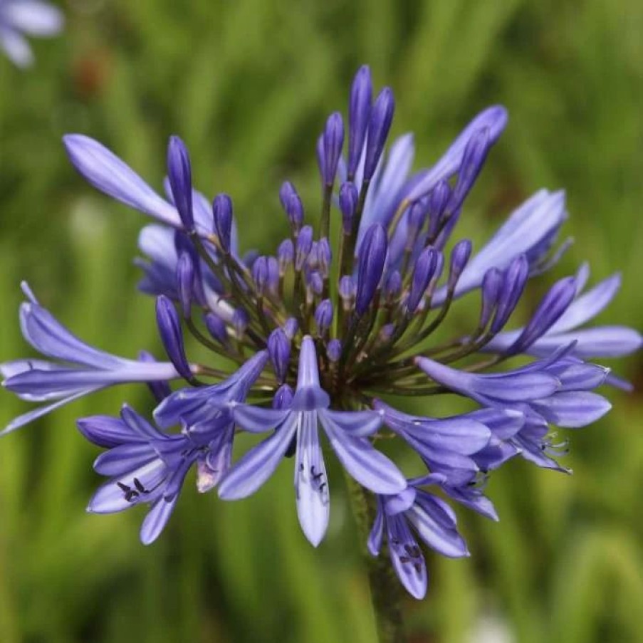 Agapanthus Plants * | Agapanthus Africanus | 2L Pot