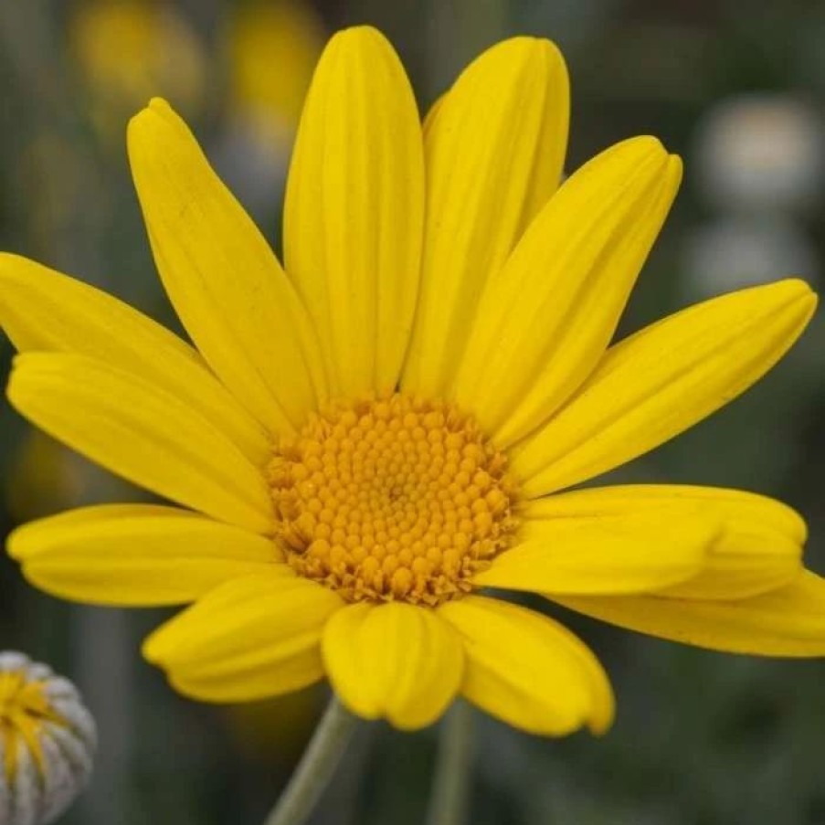 All Ornamental Shrubs * | Euryops Pectinatus | 2 Litre Pot