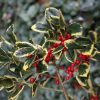 All Ornamental Shrubs * | Ilex Altaclerensis Golden King | 2L Pot