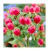 All Ornamental Shrubs * | 15 20Cm Hypericum X Inodorum (Magical Red Flame) | St. John'S Wort | 9Cm Pot