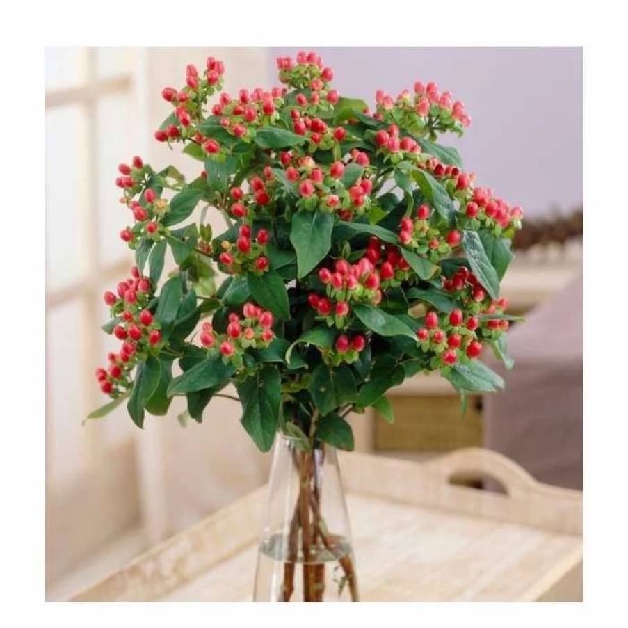 All Ornamental Shrubs * | 15 20Cm Hypericum X Inodorum (Magical Red Flame) | St. John'S Wort | 9Cm Pot