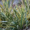 All Ornamental Shrubs * | Yucca Filamentosa Bright Edge | 2L Pot