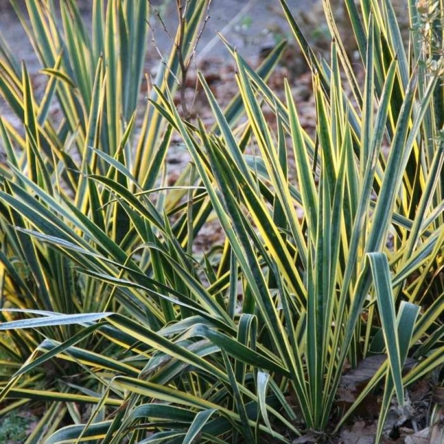 All Ornamental Shrubs * | Yucca Filamentosa Bright Edge | 2L Pot