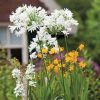 Agapanthus Plants * | Agapanthus Polar Ice | Bare Root Plant