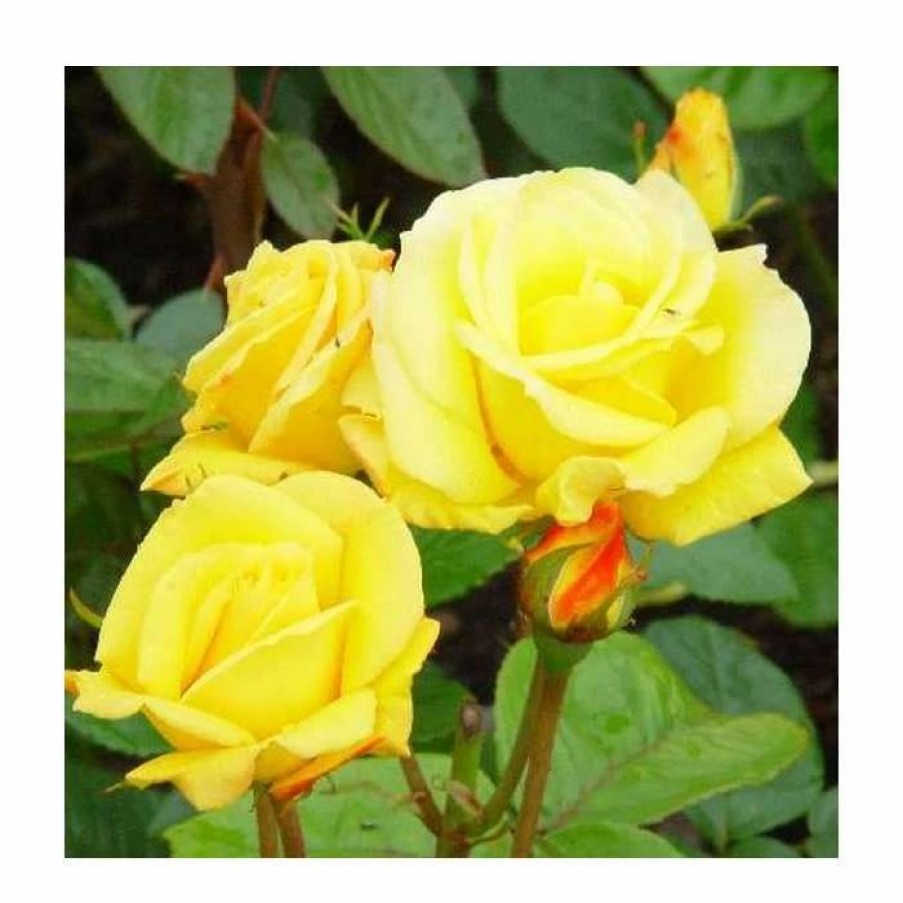 All Ornamental Shrubs * | Arthur Bell' Bush Rose 4L Pot